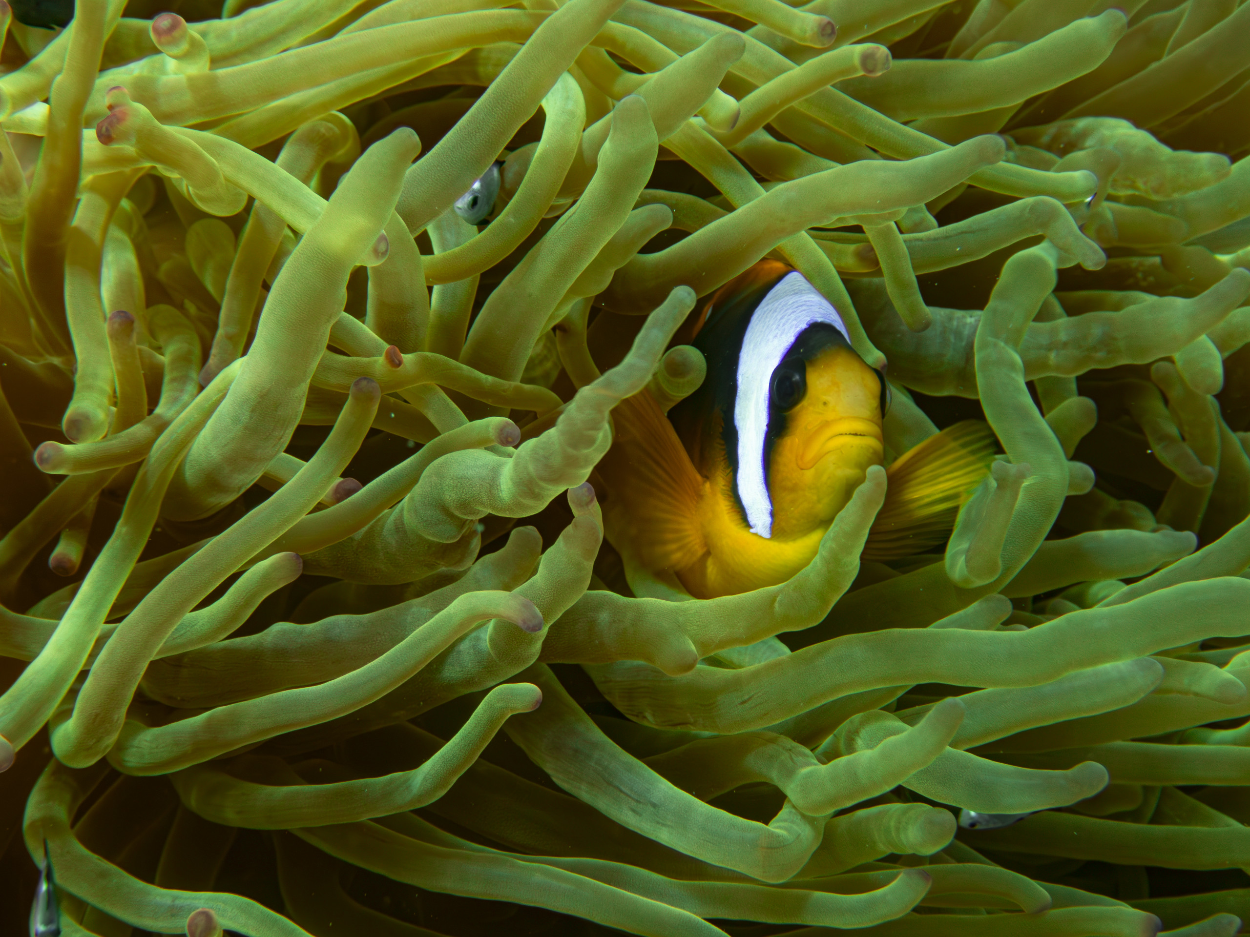 PADI® Open water Course