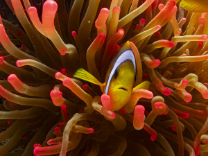 Clownfish in red fluorescent anemone.