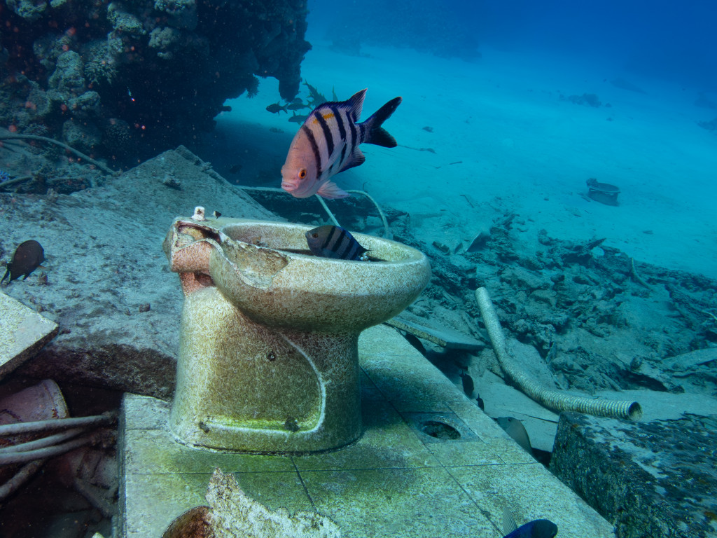a fish and a toilet under water